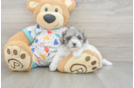 Havapoo Puppy for Adoption