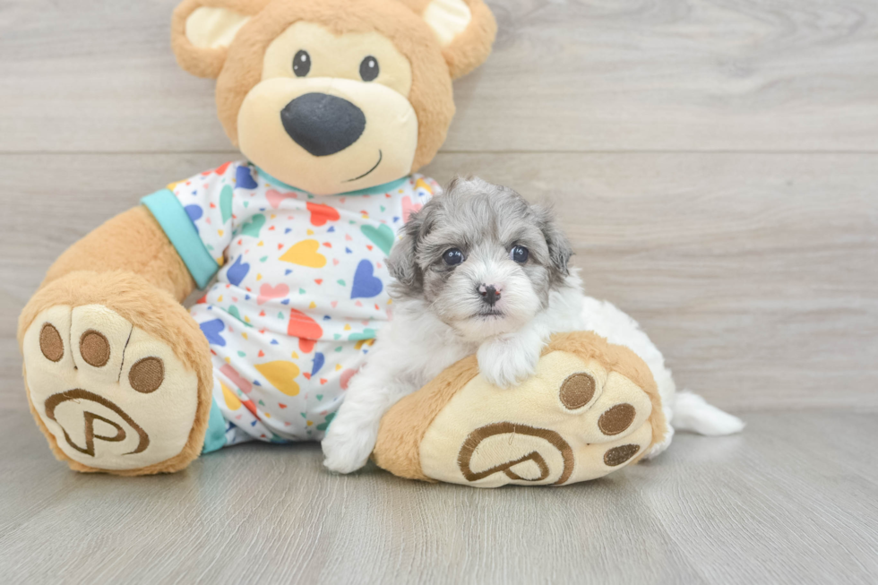 Havapoo Puppy for Adoption