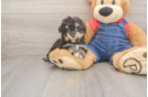 Hypoallergenic Havadoodle Poodle Mix Puppy
