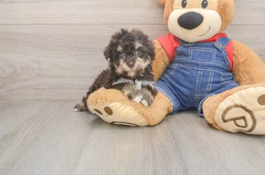 Hypoallergenic Havadoodle Poodle Mix Puppy