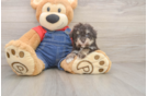 Hypoallergenic Havadoodle Poodle Mix Puppy