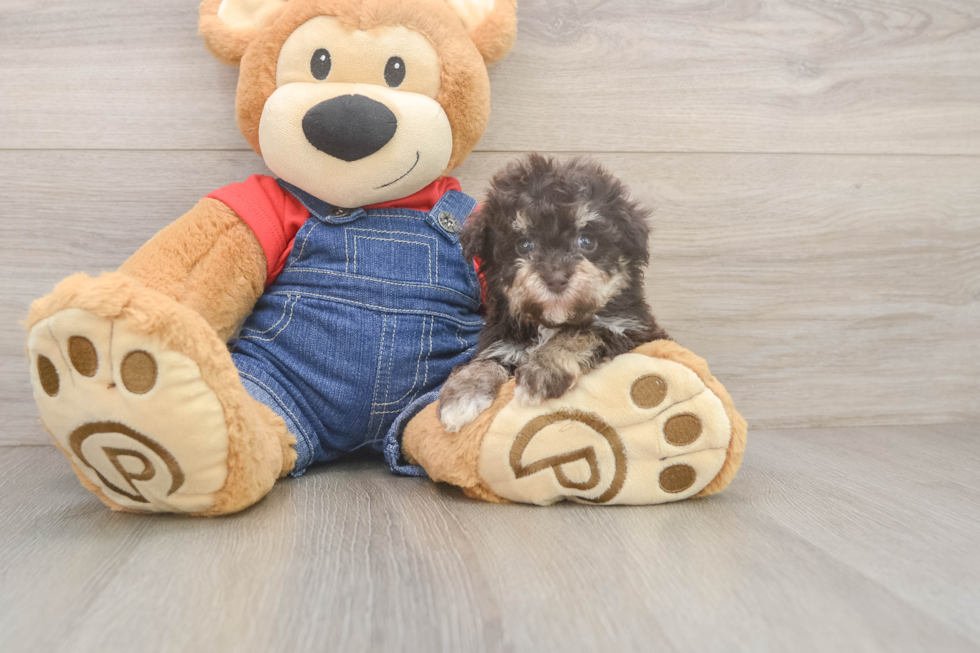 Hypoallergenic Havadoodle Poodle Mix Puppy