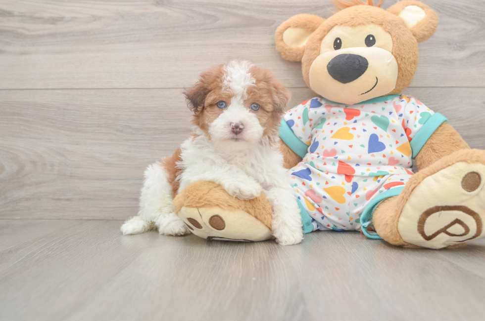 5 week old Havapoo Puppy For Sale - Puppy Love PR