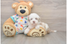Playful Havadoodle Poodle Mix Puppy