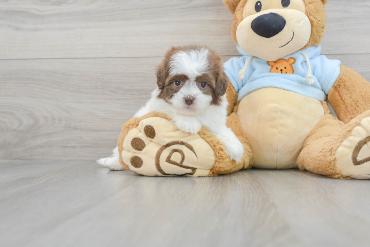 Meet Felipe - our Havapoo Puppy Photo 1/3 - Puppy Love PR Petite Havapoo Poodle Mix Pup