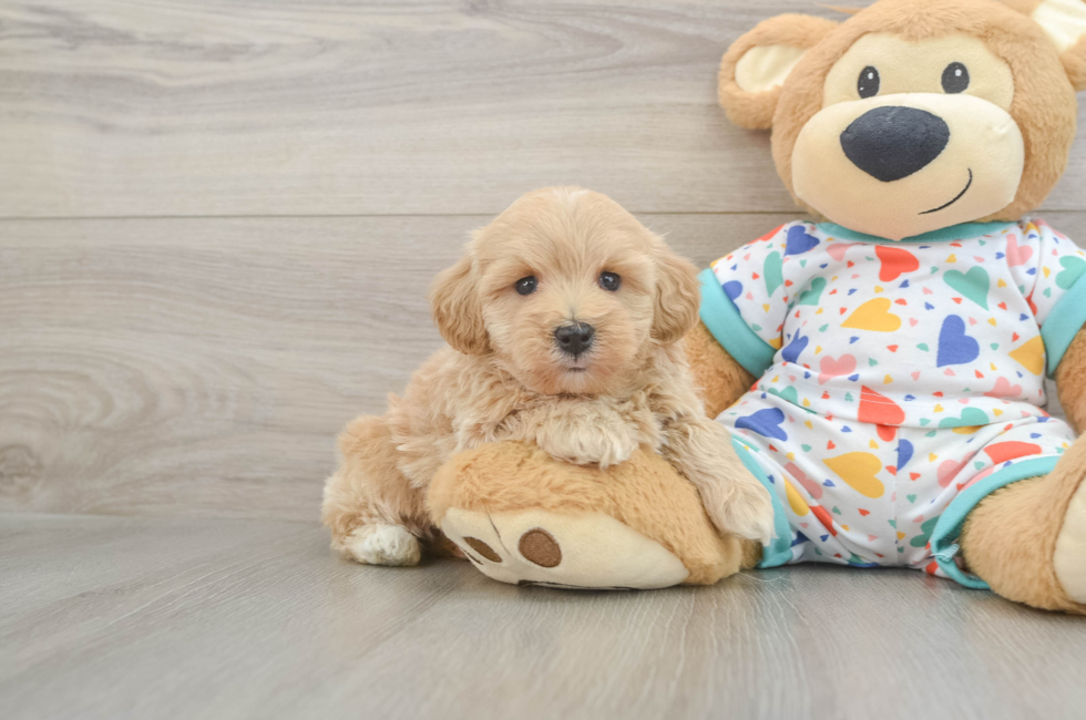 5 week old Havapoo Puppy For Sale - Puppy Love PR