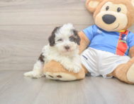 7 week old Havapoo Puppy For Sale - Puppy Love PR