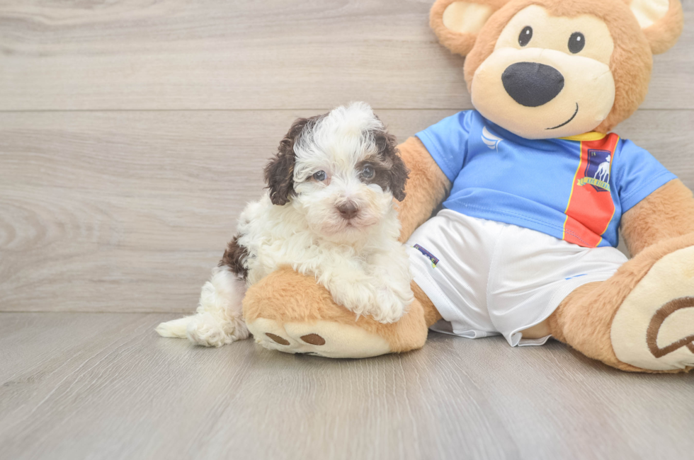 5 week old Havapoo Puppy For Sale - Puppy Love PR