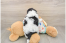 Havapoo Puppy for Adoption