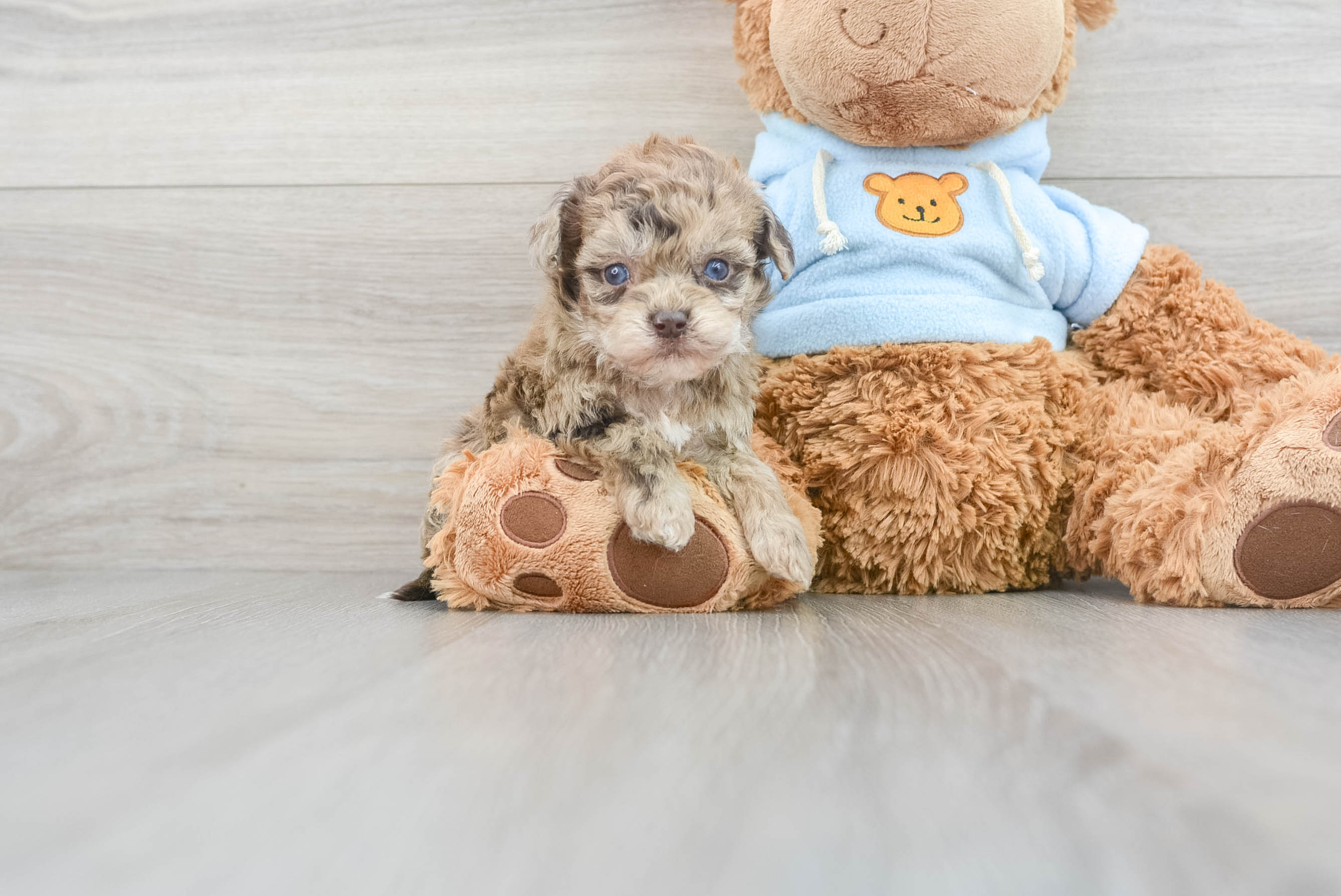 Havanese and best sale poodle mix