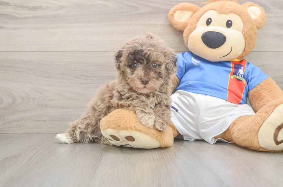 5 week old Havapoo Puppy For Sale - Puppy Love PR