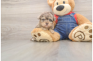 Havapoo Puppy for Adoption