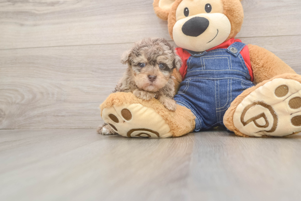 Havapoo Puppy for Adoption