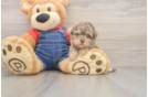Havapoo Pup Being Cute