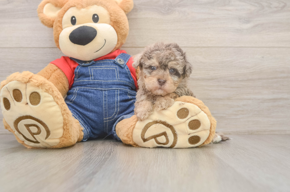 5 week old Havapoo Puppy For Sale - Puppy Love PR