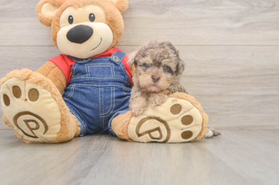Havapoo Pup Being Cute