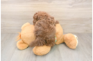 Smart Havapoo Poodle Mix Pup