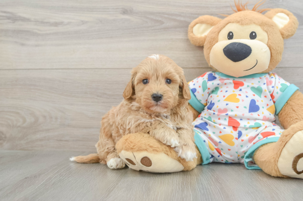 5 week old Havapoo Puppy For Sale - Puppy Love PR