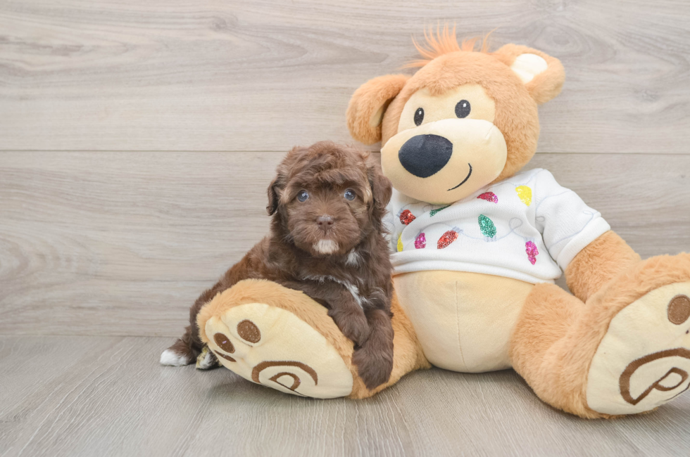 5 week old Havapoo Puppy For Sale - Puppy Love PR