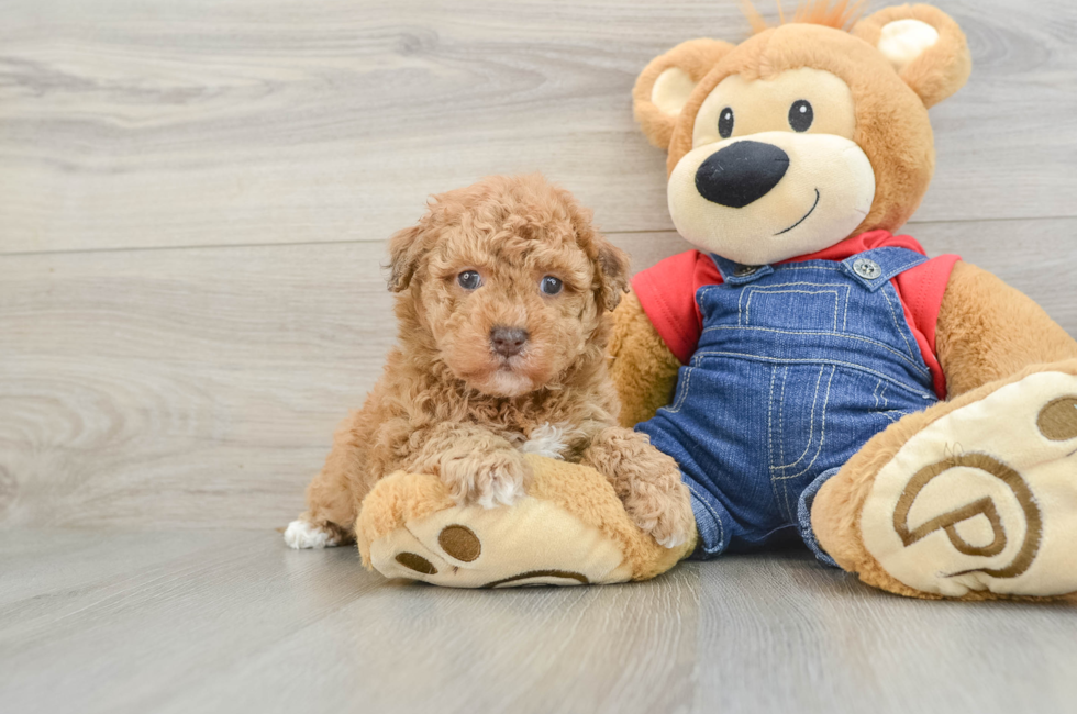 5 week old Havapoo Puppy For Sale - Puppy Love PR