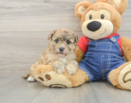 8 week old Havapoo Puppy For Sale - Puppy Love PR