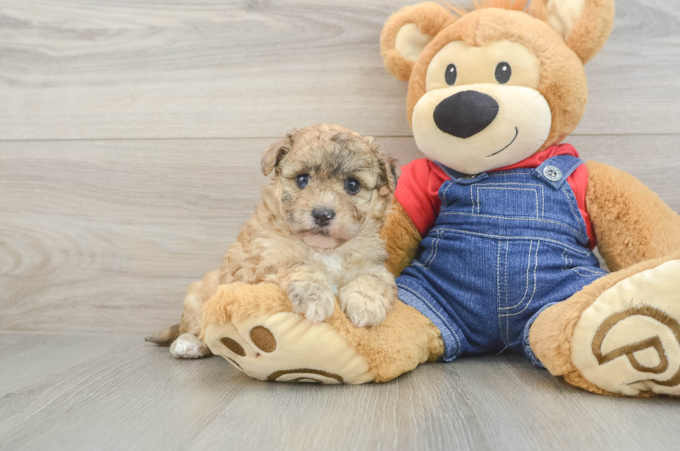 6 week old Havapoo Puppy For Sale - Puppy Love PR