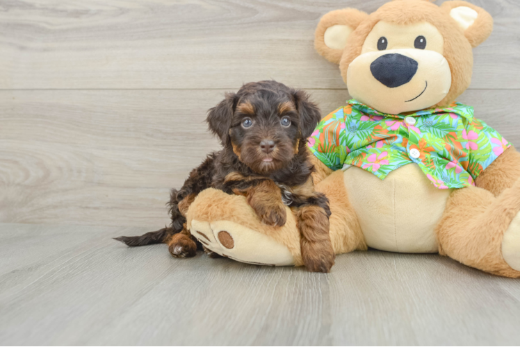 Havapoo Puppy for Adoption