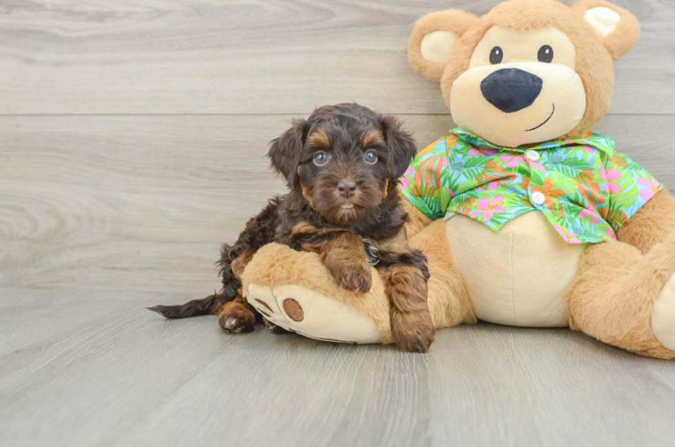 5 week old Havapoo Puppy For Sale - Puppy Love PR