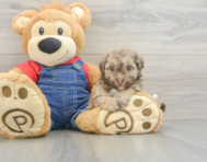 8 week old Havapoo Puppy For Sale - Puppy Love PR