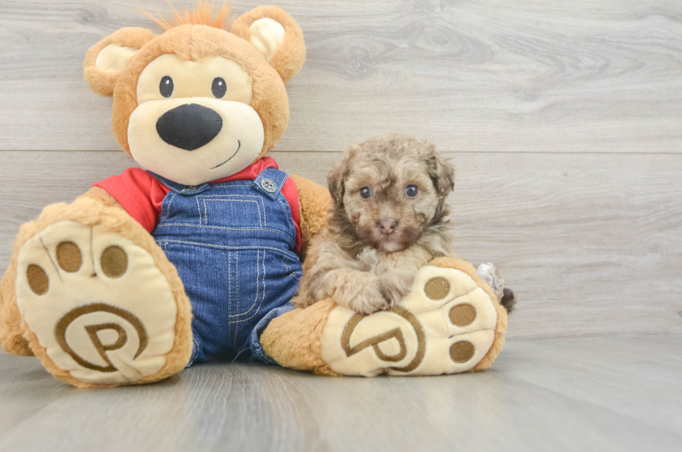 6 week old Havapoo Puppy For Sale - Puppy Love PR