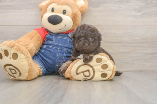 Havapoo Puppy for Adoption