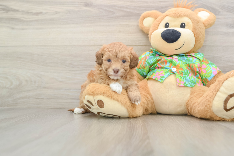 Small Havapoo Baby