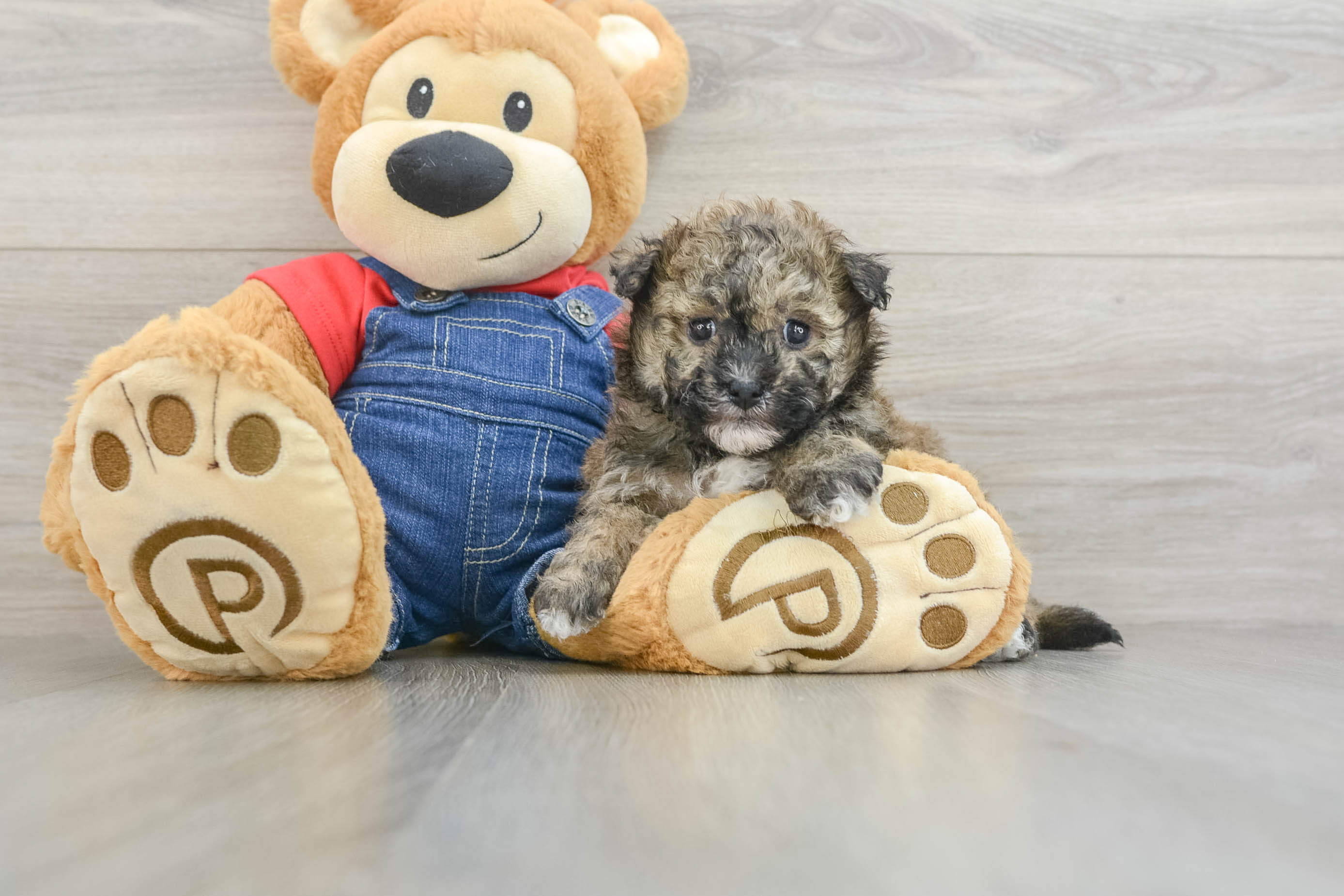Energetic Havadoodle Poodle Mix Puppy