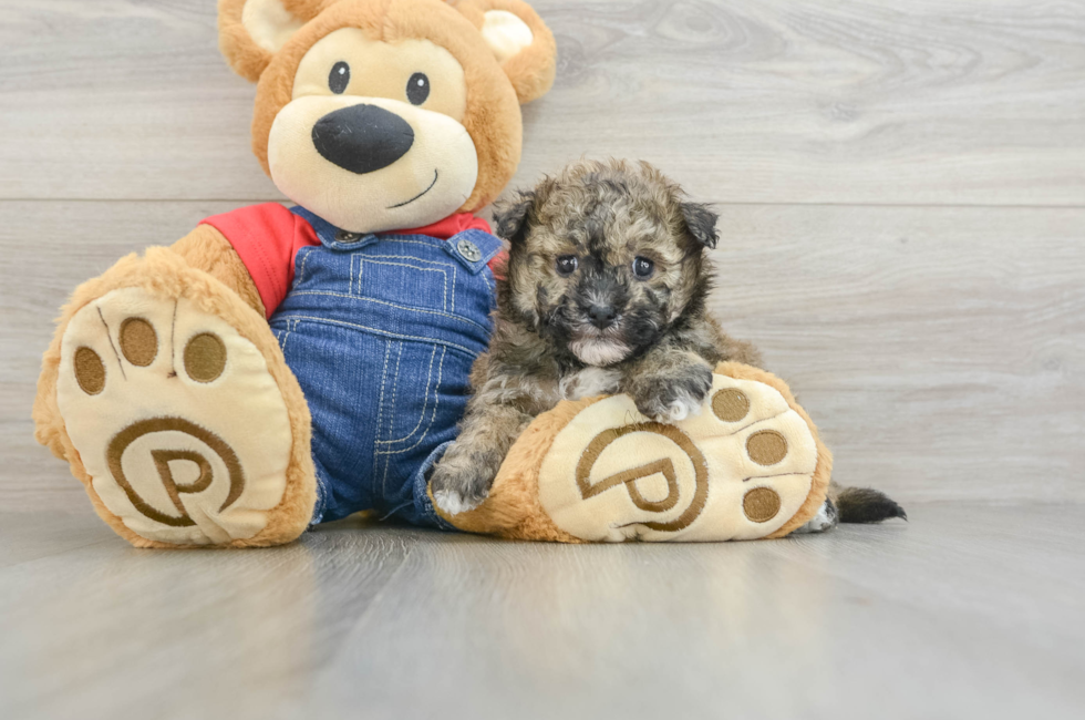 5 week old Havapoo Puppy For Sale - Puppy Love PR