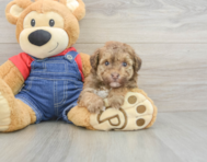 8 week old Havapoo Puppy For Sale - Puppy Love PR