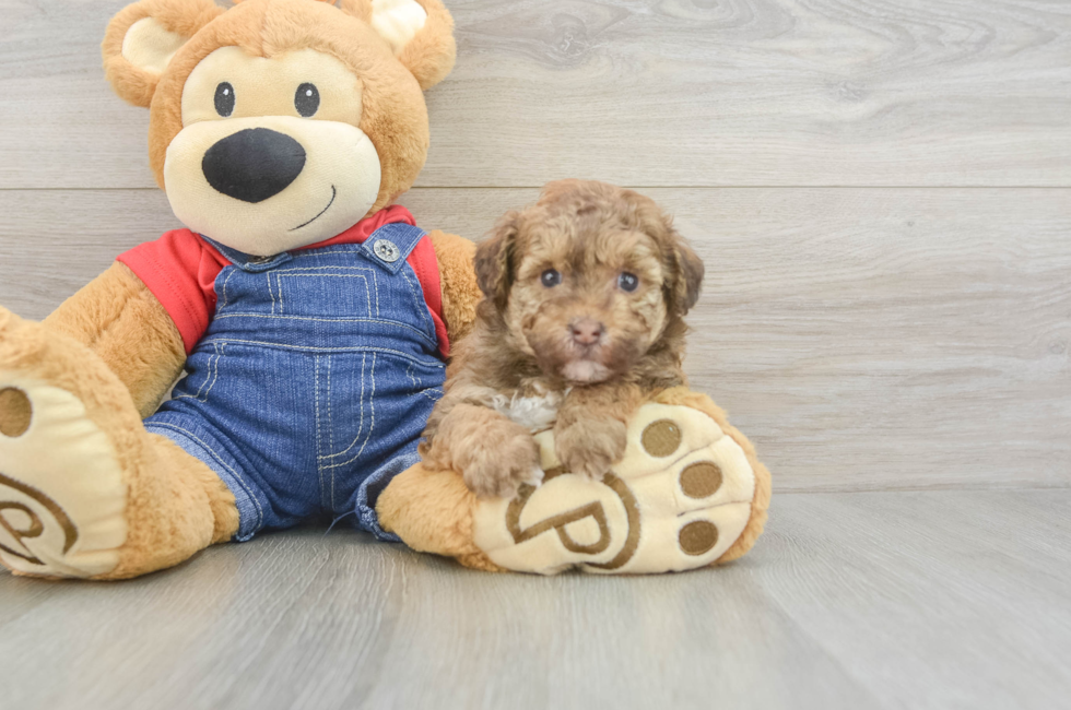 6 week old Havapoo Puppy For Sale - Puppy Love PR