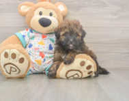 8 week old Havapoo Puppy For Sale - Puppy Love PR