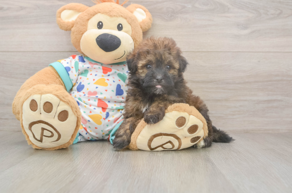 5 week old Havapoo Puppy For Sale - Puppy Love PR
