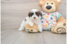 Little Havadoodle Poodle Mix Puppy