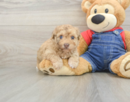8 week old Havapoo Puppy For Sale - Puppy Love PR
