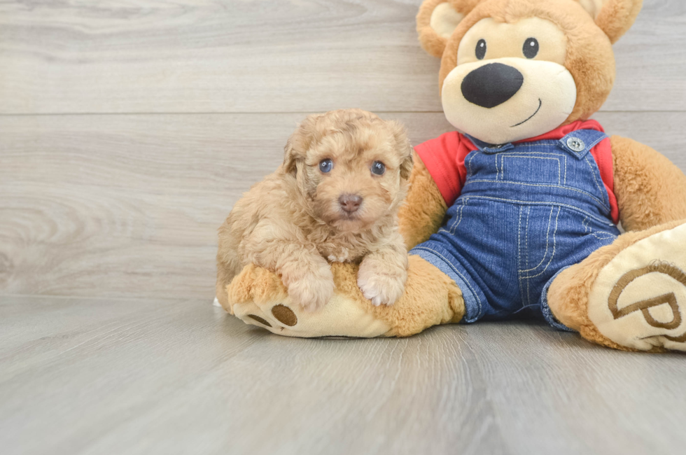 6 week old Havapoo Puppy For Sale - Puppy Love PR