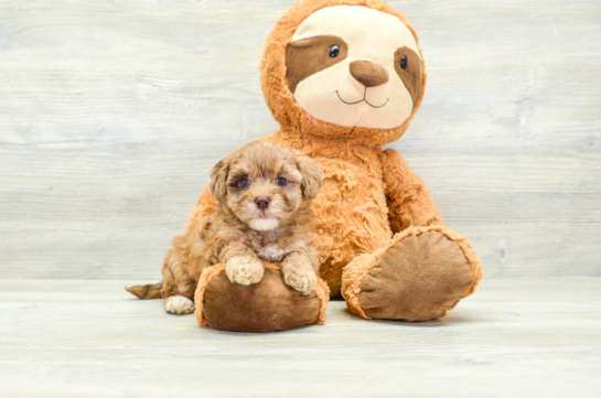 Havapoo Puppy for Adoption