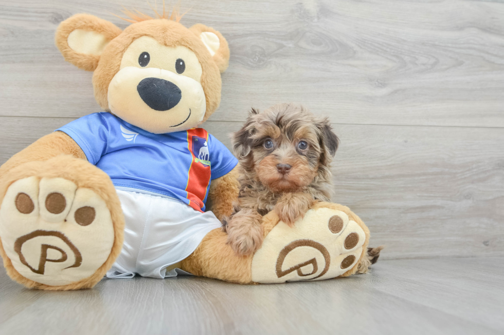 Adorable Havadoodle Poodle Mix Puppy