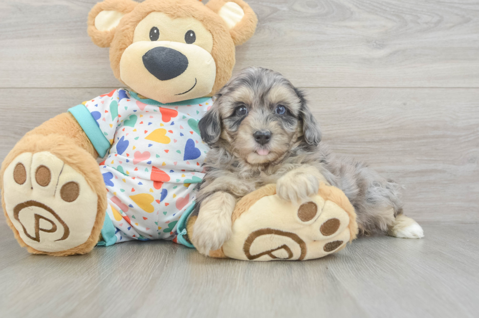 6 week old Havapoo Puppy For Sale - Puppy Love PR