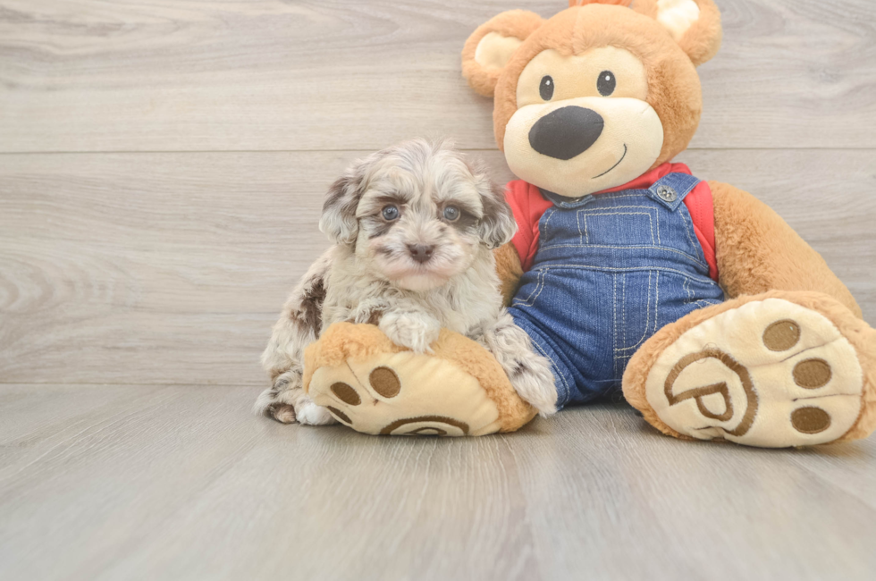6 week old Havapoo Puppy For Sale - Puppy Love PR