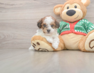 7 week old Havapoo Puppy For Sale - Puppy Love PR