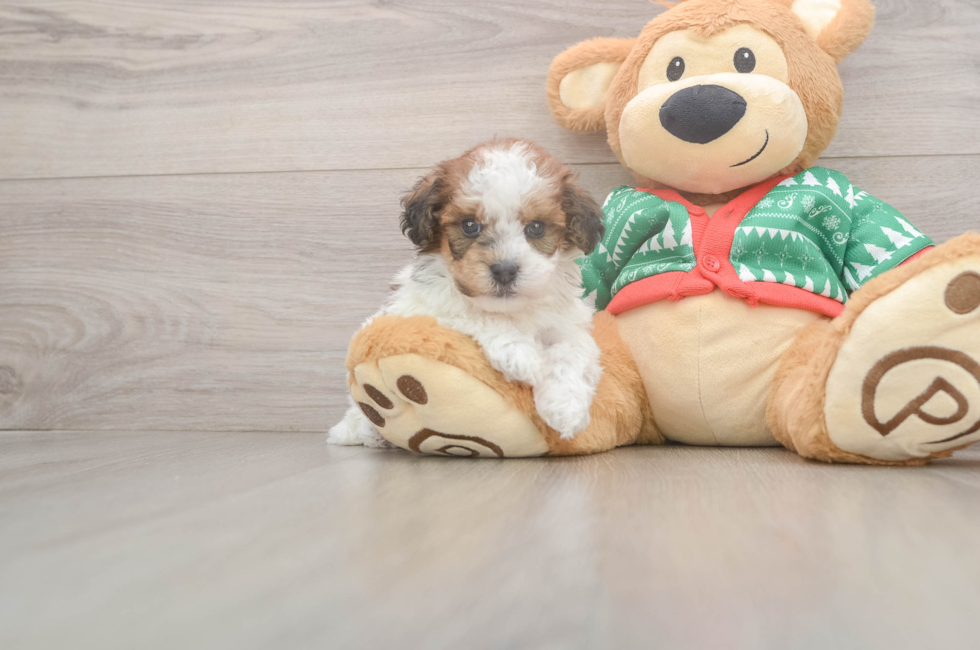 5 week old Havapoo Puppy For Sale - Puppy Love PR