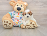 8 week old Havapoo Puppy For Sale - Puppy Love PR