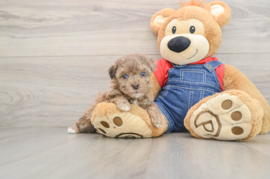 Happy Havapoo Baby
