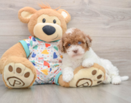 8 week old Havapoo Puppy For Sale - Puppy Love PR